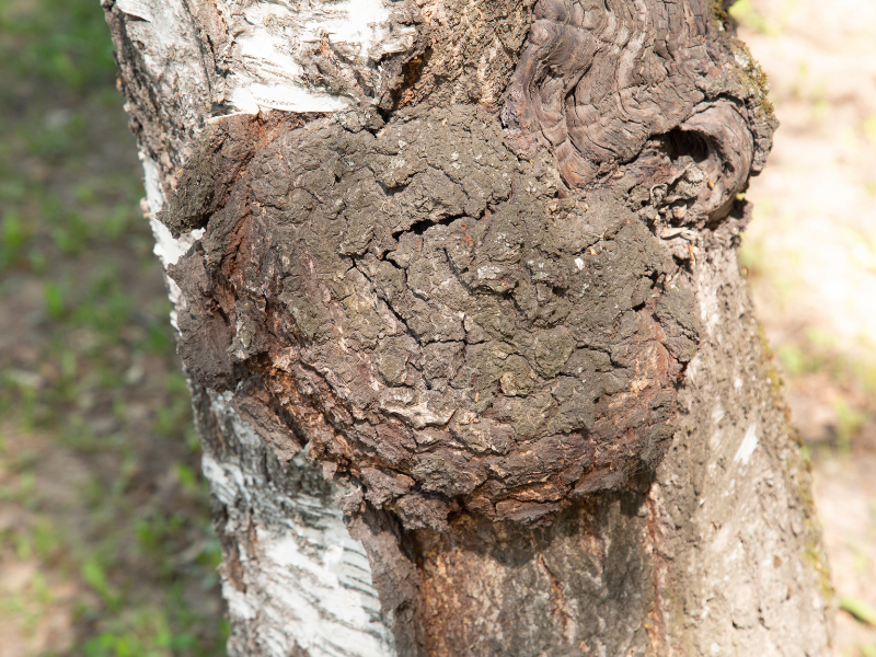 Health Benefits of Birch Chaga Mushrooms